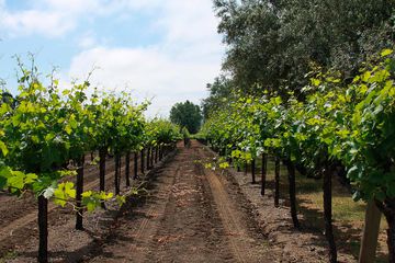 Wineries in Calistoga