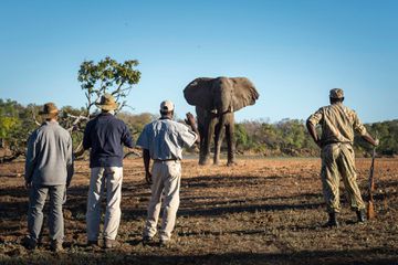 African icons in South Luangwa National Park Zambia
