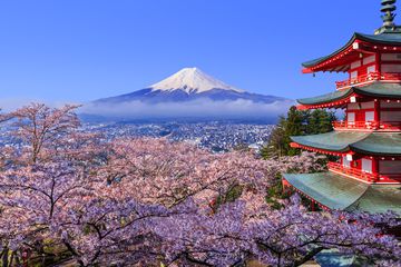 More cherry blossoms