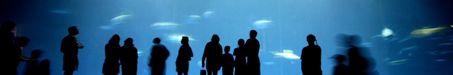 Sillouhettes of people gaze at a the blue curtain of an enormous aquarium view at the Monterey Bay aquarium's Outer Bay exhibit