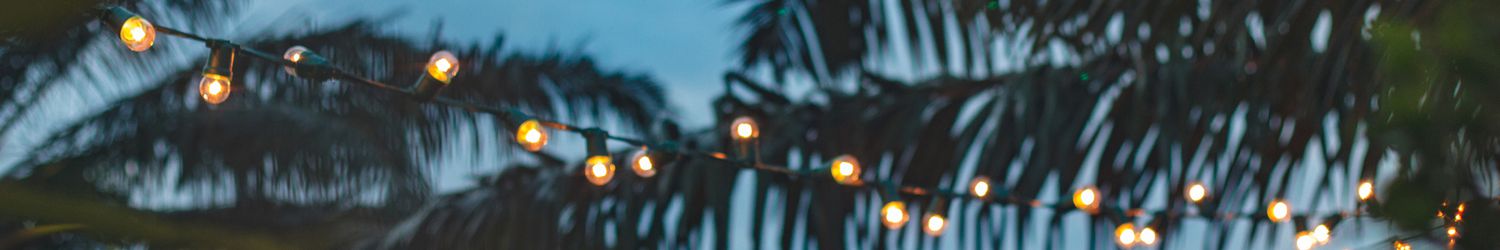 String of lights and palm trees at dusk