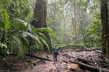 A man walking in a Costa Rican rainforest