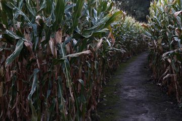 Creepiest Haunted Corn Mazes