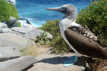 Galapagos Islands