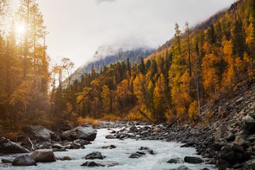 Misty landscape in the mountains with golden larches. Canada
