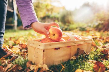 Apples in garden - stock photo