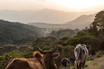 Harenna Forest Ethiopia