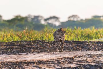 Wild jaguar (Panthera onca) on the move in a beach. Pantanal, Mato Grosso, Brazil.