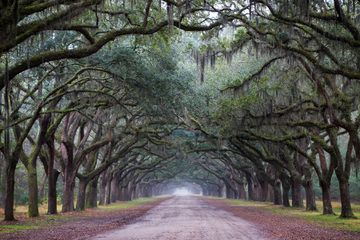 Majestic live oaks flanking a dirt road at the iconic Wormsloe Historic Site in Savannah, GA.
