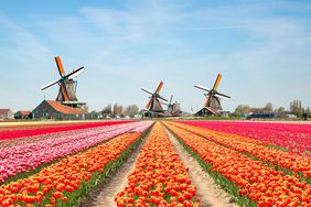 Landscape of Netherlands with tulips and windmills.
