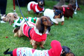 Dogs taking part in a sausage dog festive walk in Hyde Park, London.