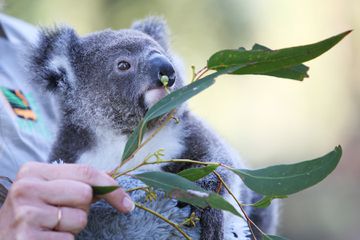 animal keeper feeds a koala joey