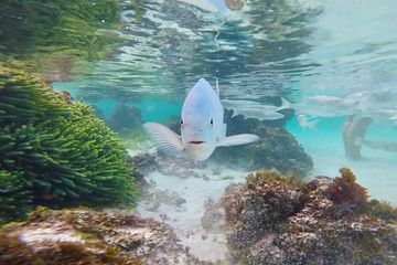 Lord Howe Island fish at Ned's Beach