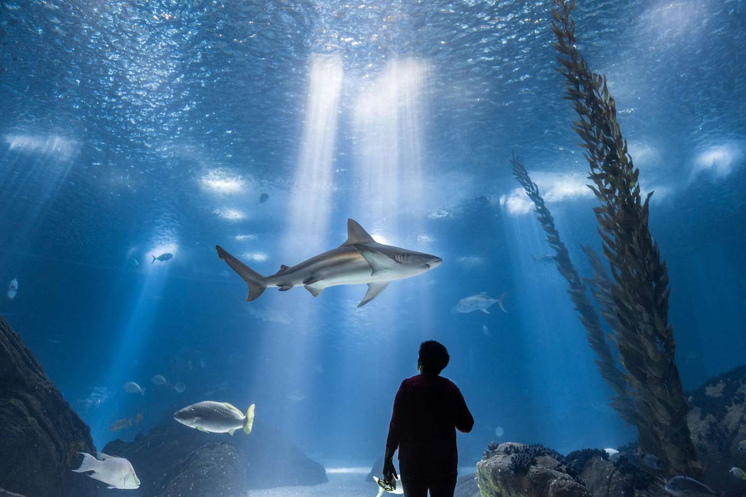A guest at aquarium tank at Oceanário de Lisboa