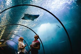 Couple holding hands and looking at sting ray in tunnel at Oregon Coast Aquarium