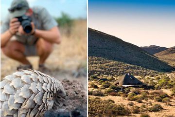 Pair of photos showing a pangolin and a luxury villa in South Africa