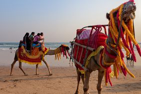 [UNVERIFIED CONTENT] Camels wearing colorful garlands on the beach and Indian tourists riding them during holidays in Puri, Orissa, India.