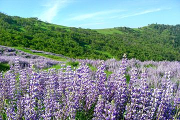 Mountain Lupine Bloom in Redwood National Park