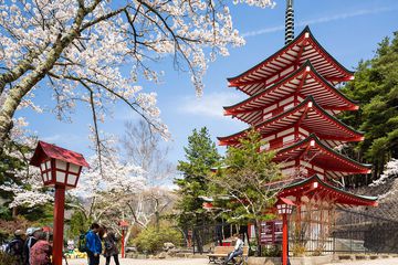 Cherry Blossom Sakura Temple Pagoda Japan