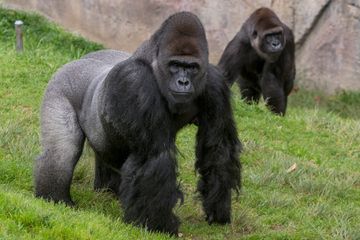 Gorillas at the San Diego Zoo