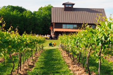 People picknicking in the vines at Shelburne Vineyard