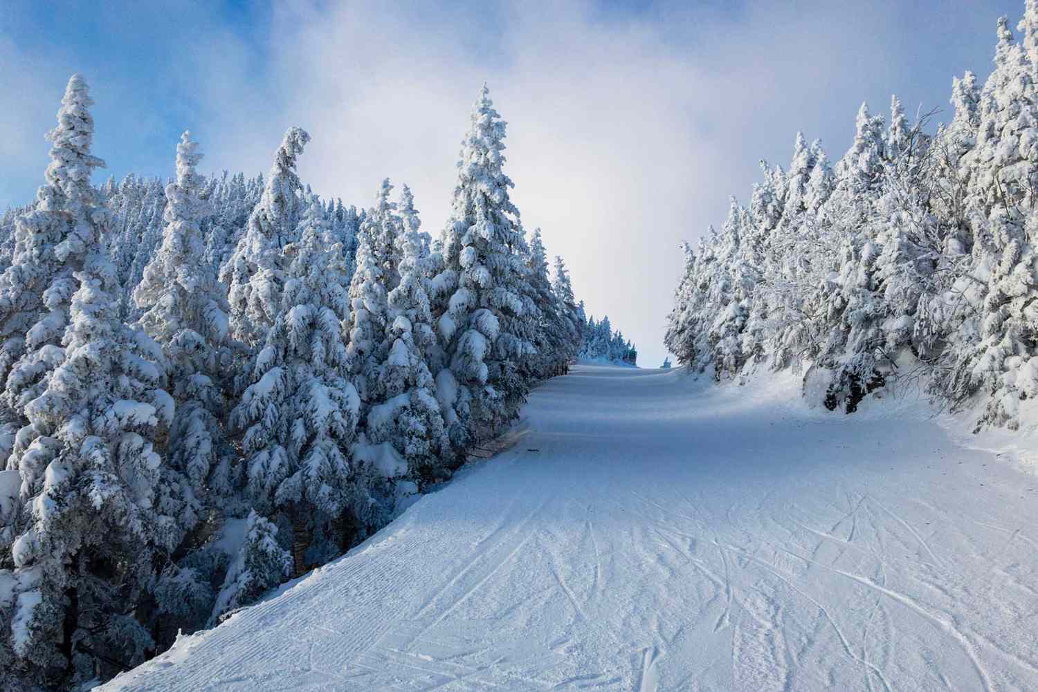 Snow Covered Trees Against Sky