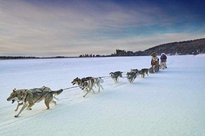 Team of dogsleds on snow in Alaska