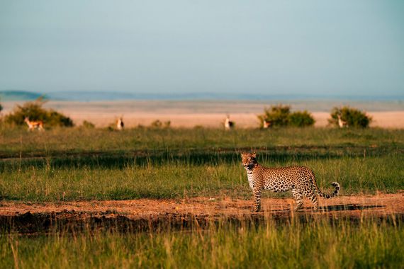 Safari landacape from Alluring Africa.