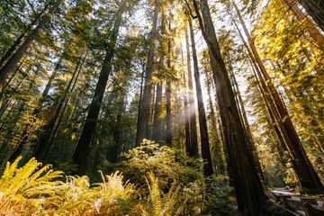 Armstrong Redwoods State Natural Preserve 