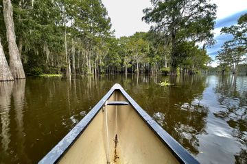 A boat floats on swamp water