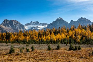 Larch valley during fall foliage in Banff National Park, Alberta, Canada. 