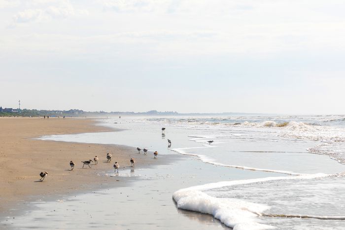 Beachwalker Park in Kiawah Island, South Carolina