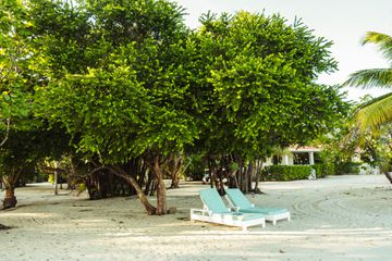 Two lounge chairs under trees in Belize