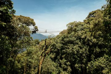 The canopy walk in Nyungwe park, in Rwanda