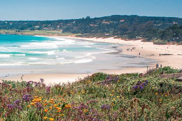 Wildflowers in front of Carmel Beach in California 
