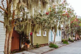 Colorful houses with mossy trees in Charleston