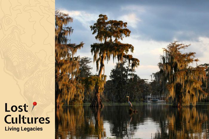 View of great blue heron at the Cypress Island Nature Preserve at Lake Martin, outside Breaux Bridge, Louisiana, USA.