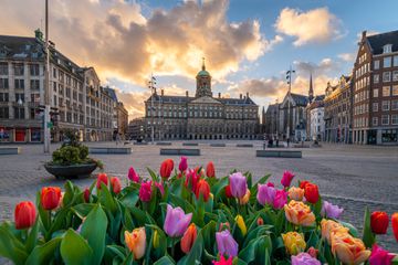 This is a photo of colorful tulips in Dam square of Amsterdam. In the background the building standing out is the Royal Palace.