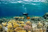 A scuba diver swimming over corals.