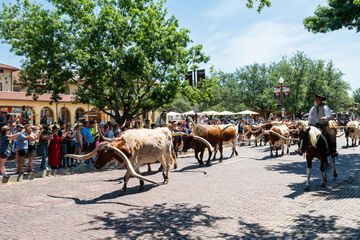 Long horns in Fort Worth Stockyards