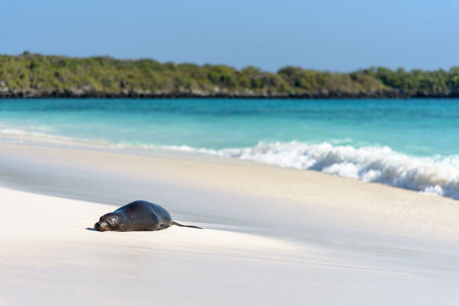 Sea Lion (Zalophus wollebaeki on the beach on Gardner Bay, Espanola, Galapagos Island, Ecuador, South America.