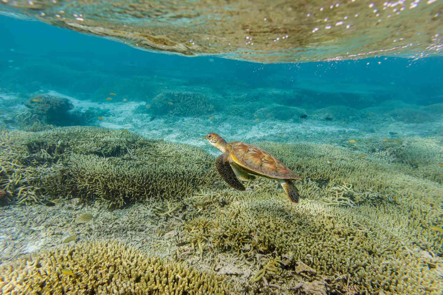 A green sea turtle swimming along the bottom of the sea floor near the coral. Lady Elliot Island, Queensland Australia. A part of the Great Barrier reef, the most southern part.