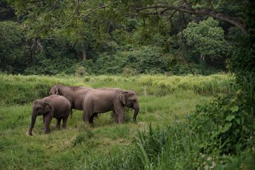 Asian elephants foraging in the forests of the northern part of Thailand in Lampang Province