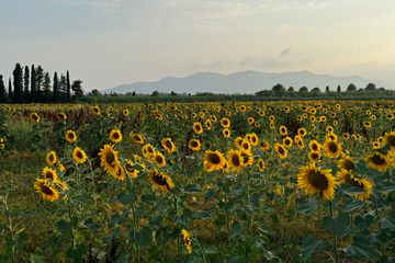 Sunflowers in Grosseto, Italy 