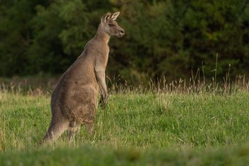 A Kangaroo stands in open field in Australia 