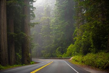 A road running through the Sequoia Trees in Redwood National Park, California