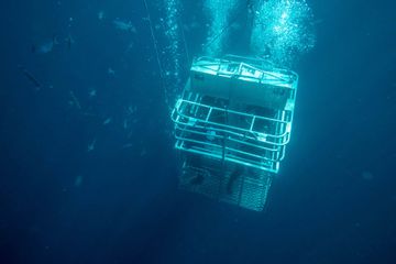 Guest in a cage dive with the Rodney Fox Shark Expeditions by Neptune Island in South Australia