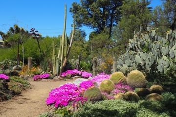 Interior of the Ruth Bancroft Garden