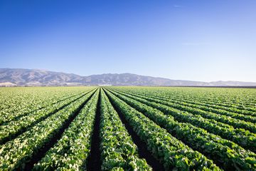 Rows in a farm filed at Salinas with the Kind Traveler 