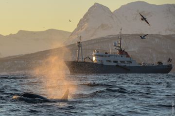 The Polarfront ship in Greenland 
